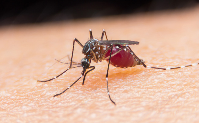 PAHO urges Caribbean to take urgent action to eliminate malaria