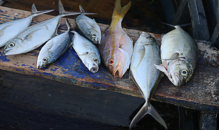 Caribbean States Prepare to Battle Illegal Fishing