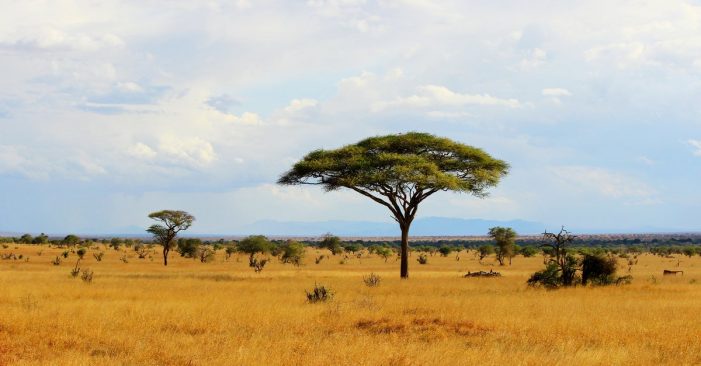 One man shares his personal story of redemption and salvation in the African savanna