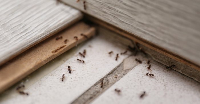 Yikes! Meet the Bugs That Live In Your House