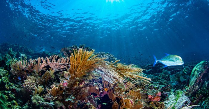 The Nature Conservancy Publishes First-Ever Detailed Maps of All Caribbean Coral Reefs
