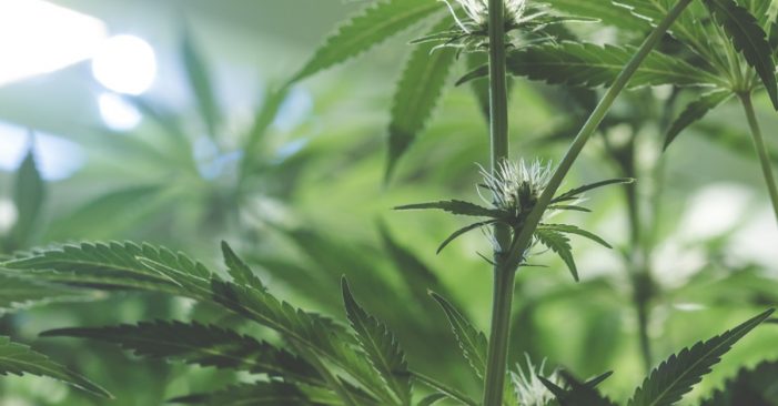 Schumer Proposes Federal Decriminalization of Marijuana