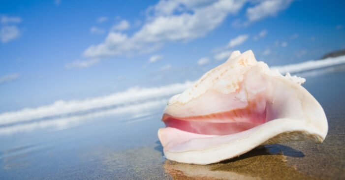 Blue BioTrade Project supports a study on the Saint Lucia Conch Industry