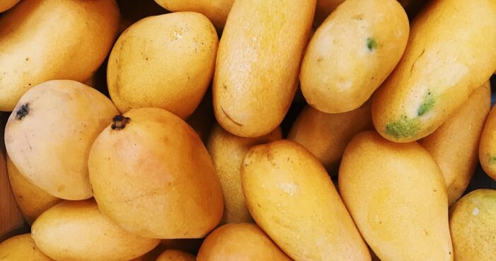 St. Lucia Explores Full Potential of Mango in Food Security Thrust