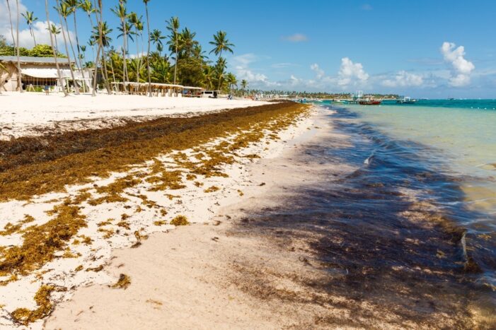 Record Amount of Seaweed Still Choking Shores in the Caribbean