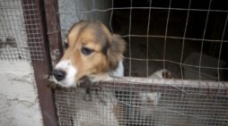 The Importance of Strengthening New York’s Animal Cruelty Laws