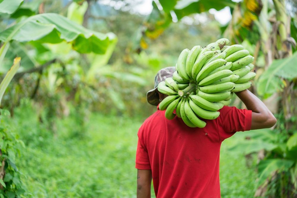farmer bearing green banana on farm-img