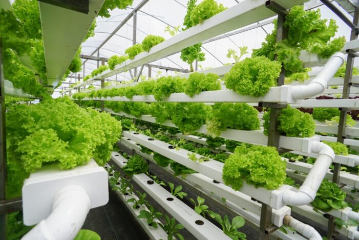 St. Kitts and Nevis Deepen Involvement in Aquaponics