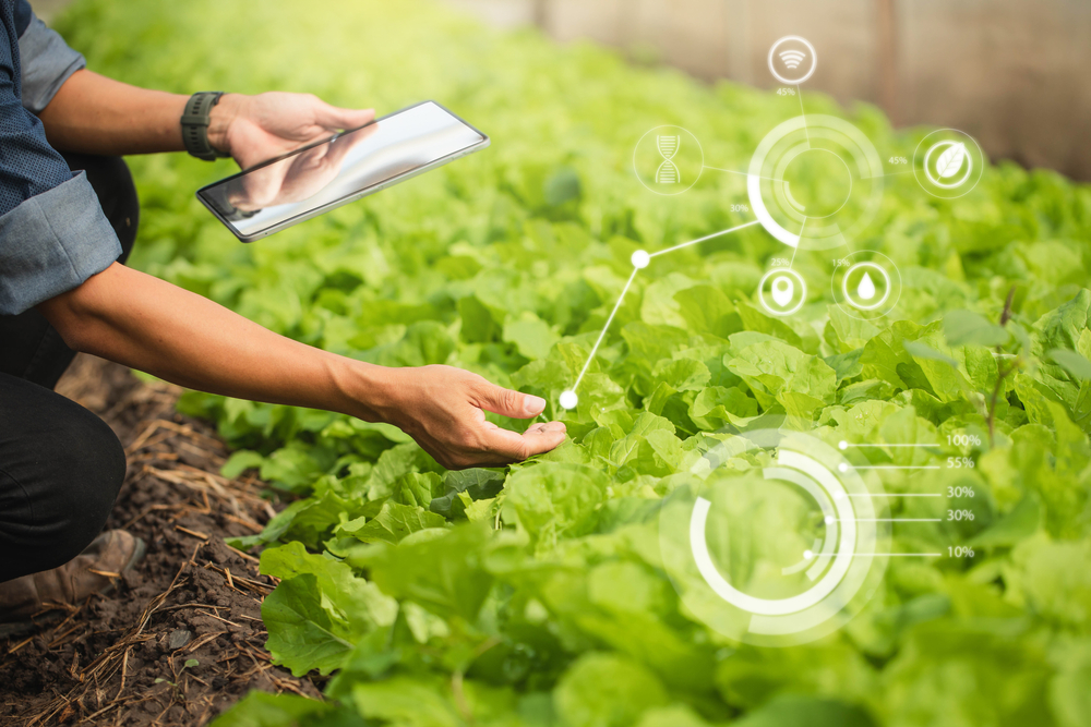 Farmer,Plantation,Checking,Quality,By,Tablet,Agriculture,Modern,Technology,Concept.