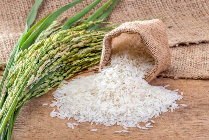Guyana and IICA Develop Biofortified Rice