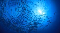 The Caribbean Believes Aquatic Foods are Critical for Food Security