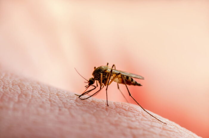 PAHO Calls for Collective Action in Response to Record Increase in Dengue Cases in the Americas